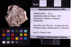 Foto (Objekt + Etiketten) von Galatheithes zitteli (von Meyer, 1851) (NHMW-GEO-1990-0041-0507)